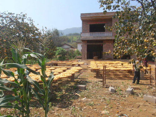 Persimmon Drying Racks.